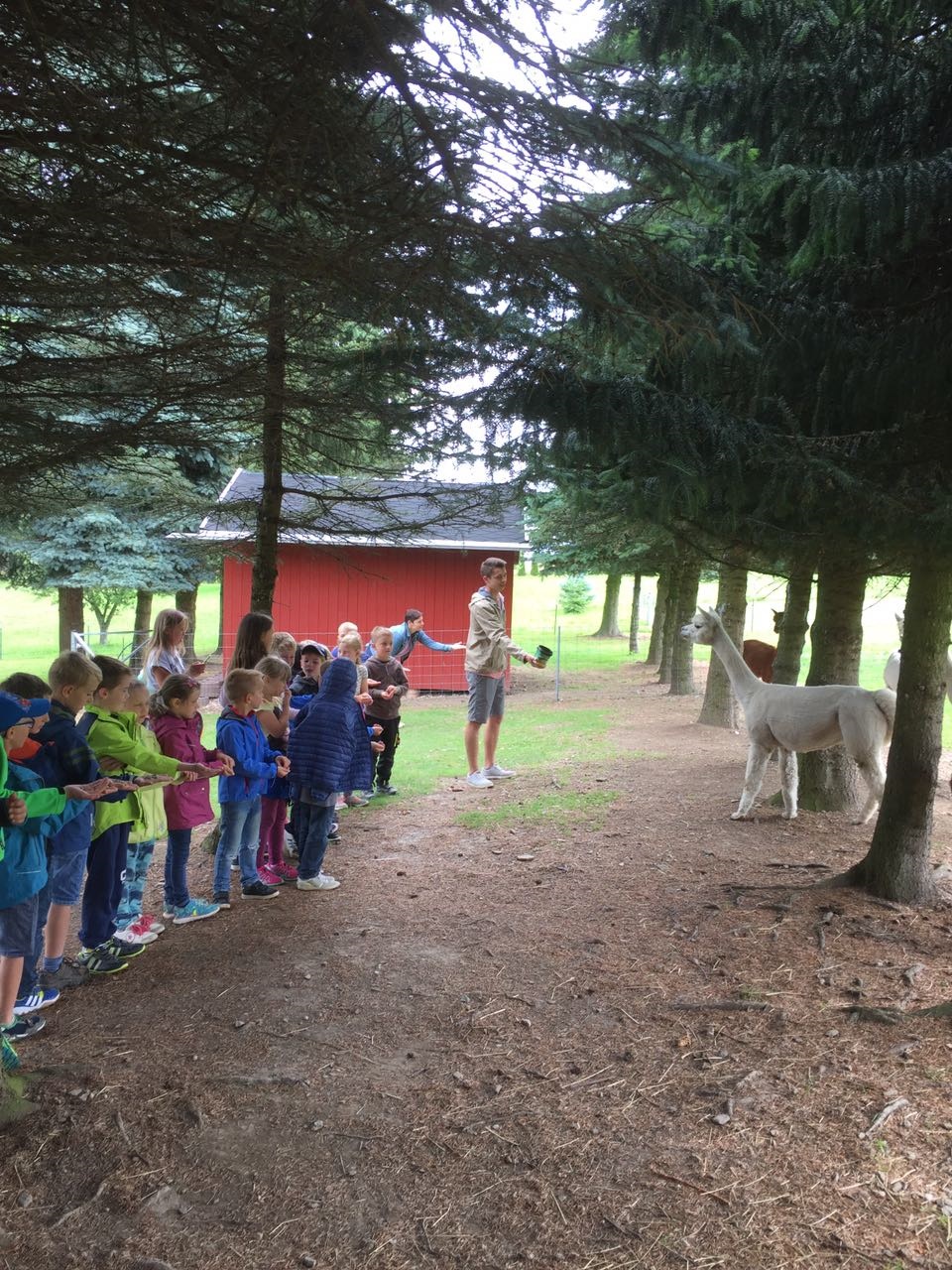Gruppenbesuch bei unseren Alpakas
