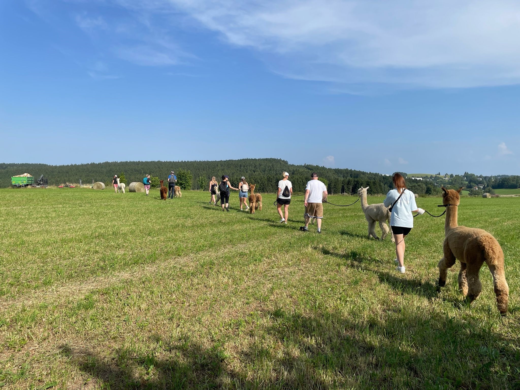Teamevent mit Alpakas im Vogtland